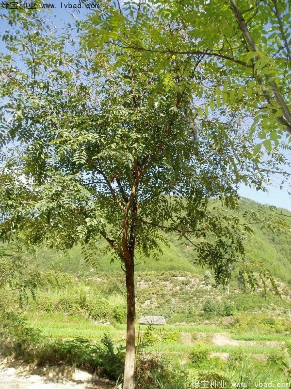 <a href='http://www.wuzhouwash.com/linmuzhongzi/2244.html' target='_blank'>五眼果種子</a>