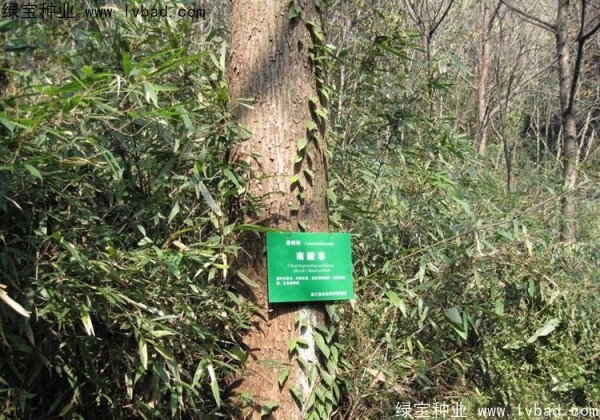 <a href='http://www.wuzhouwash.com/linmuzhongzi/2244.html' target='_blank'>五眼果</a><a href='http://www.wuzhouwash.com/' target='_blank'>種子</a>