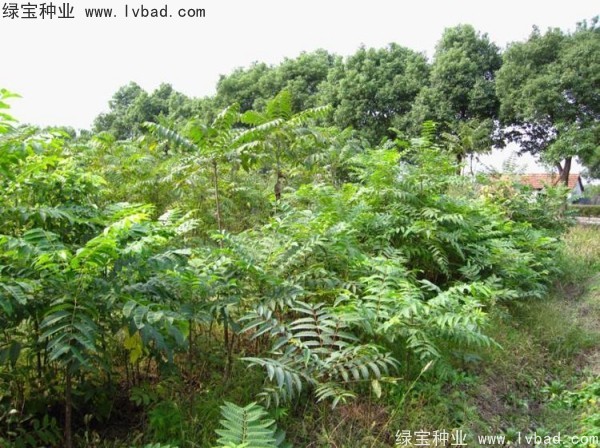 <a href='http://www.wuzhouwash.com/linmuzhongzi/2244.html' target='_blank'>五眼果</a><a href='http://www.wuzhouwash.com/' target='_blank'>種子</a>