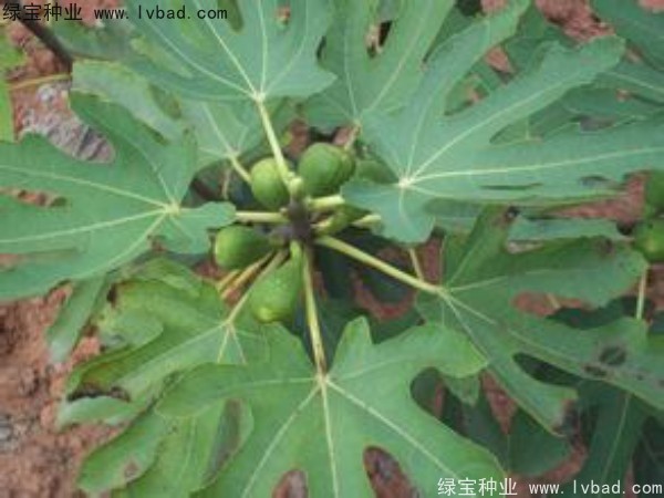 <a href='http://www.wuzhouwash.com/linmuzhongzi/2245.html' target='_blank'>無(wú)花果種子</a>