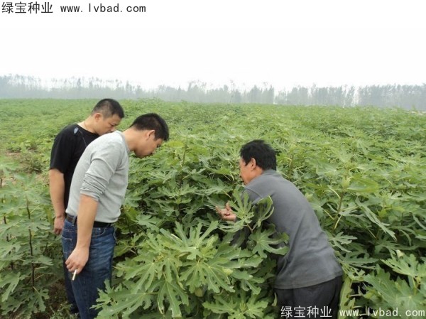 <a href='http://www.wuzhouwash.com/linmuzhongzi/2245.html' target='_blank'>無(wú)花果種子</a>