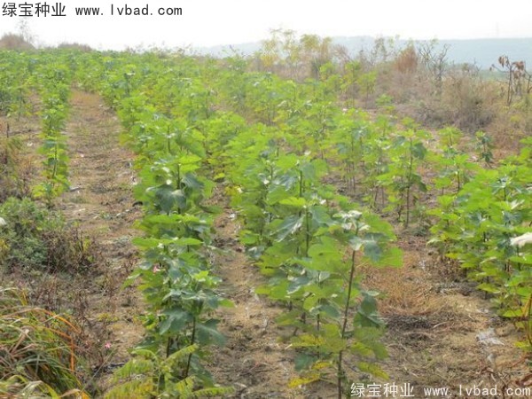 無(wú)花果種子