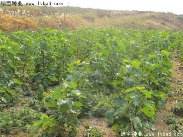 無(wú)花果<a href='http://www.wuzhouwash.com/' target='_blank'>種子</a>