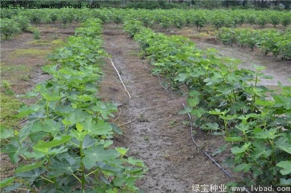 無(wú)花果<a href='http://www.wuzhouwash.com/' target='_blank'>種子</a>