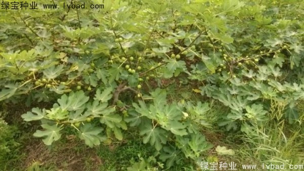 無(wú)花果<a href='http://www.wuzhouwash.com/' target='_blank'>種子</a>