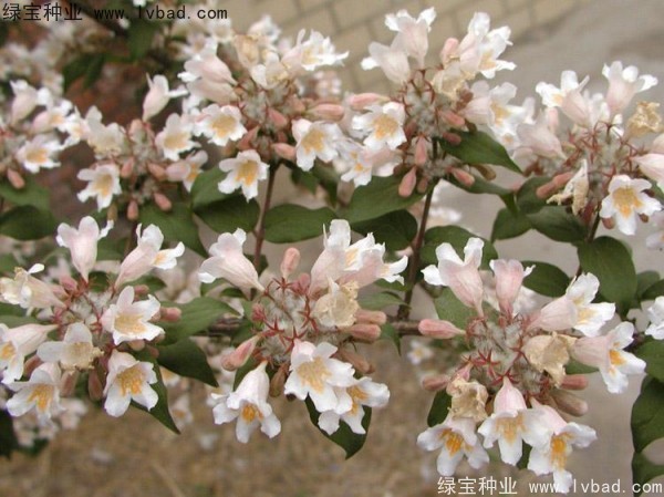 猬實(shí)<a href='http://www.wuzhouwash.com/' target='_blank'>種子</a>