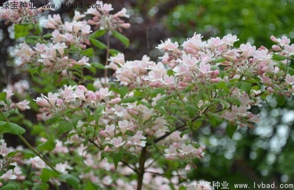 <a href='http://www.wuzhouwash.com/linmuzhongzi/2246.html' target='_blank'>猬實(shí)種子</a>