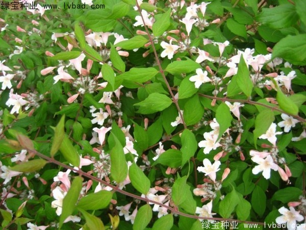 <a href='http://www.wuzhouwash.com/linmuzhongzi/2246.html' target='_blank'>猬實(shí)種子</a>
