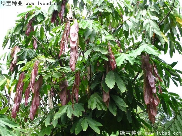 <a href='http://www.wuzhouwash.com/linmuzhongzi/2247.html' target='_blank'>無憂樹種子</a>