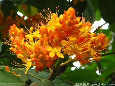 無憂樹種子