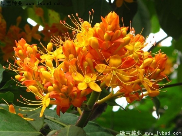 <a href='http://www.wuzhouwash.com/linmuzhongzi/2247.html' target='_blank'>無憂樹種子</a>