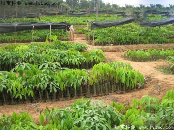 <a href='http://www.wuzhouwash.com/linmuzhongzi/2248.html' target='_blank'>橡膠樹(shù)種子</a>