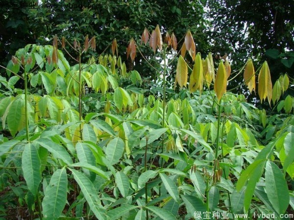 <a href='http://www.wuzhouwash.com/linmuzhongzi/2248.html' target='_blank'>橡膠樹(shù)種子</a>