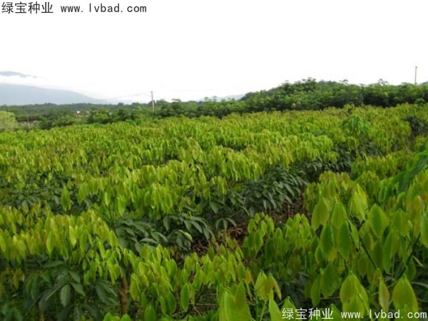 橡膠樹(shù)<a href='http://www.wuzhouwash.com/' target='_blank'>種子</a>