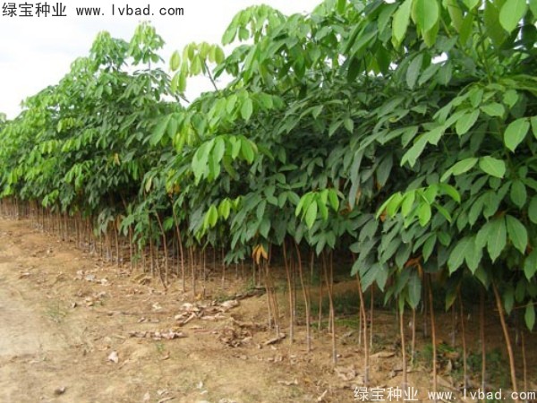 <a href='http://www.wuzhouwash.com/linmuzhongzi/2248.html' target='_blank'>橡膠樹(shù)種子</a>