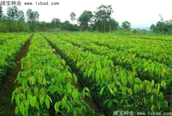 橡膠樹(shù)<a href='http://www.wuzhouwash.com/' target='_blank'>種子</a>