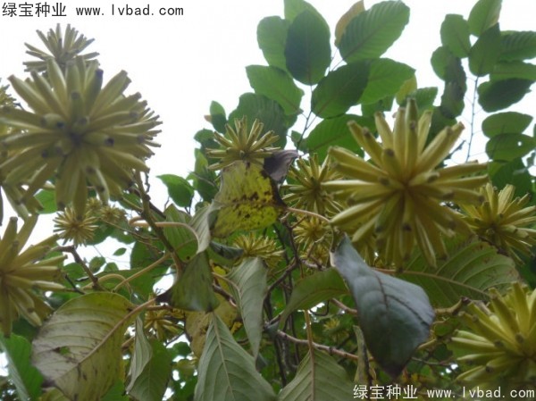 <a href='http://www.wuzhouwash.com/linmuzhongzi/2250.html' target='_blank'>喜樹種子</a>
