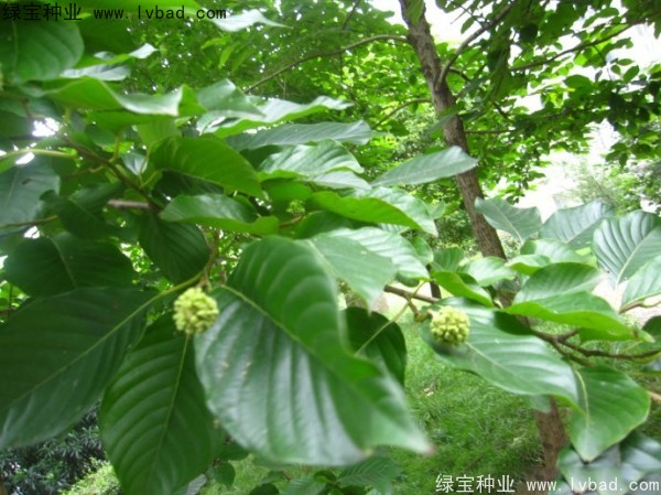 喜樹<a href='http://www.wuzhouwash.com/' target='_blank'>種子</a>