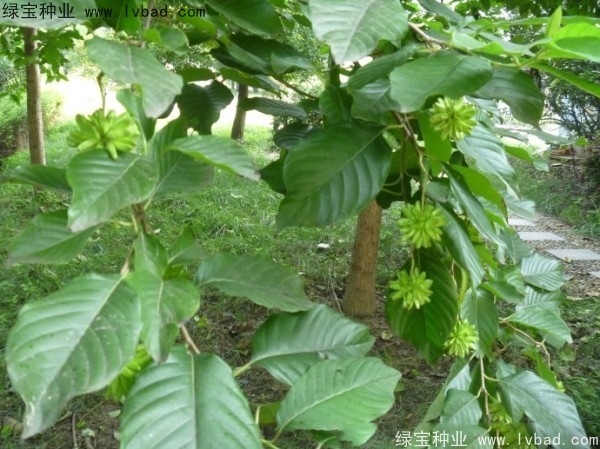 喜樹<a href='http://www.wuzhouwash.com/' target='_blank'>種子</a>