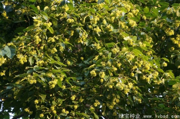 喜樹<a href='http://www.wuzhouwash.com/' target='_blank'>種子</a>