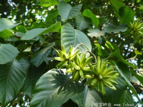<a href='http://www.wuzhouwash.com/linmuzhongzi/2250.html' target='_blank'>喜樹種子</a>
