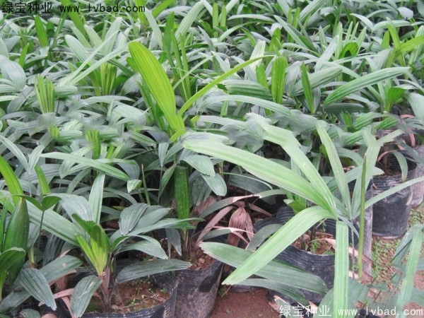 <a href='http://www.wuzhouwash.com/linmuzhongzi/2251.html' target='_blank'>棕竹種子</a>