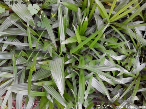 <a href='http://www.wuzhouwash.com/linmuzhongzi/2251.html' target='_blank'>棕竹種子</a>