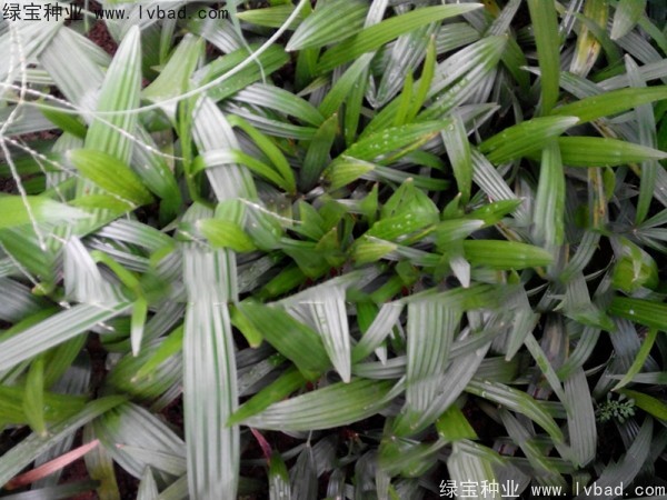 棕竹<a href='http://www.wuzhouwash.com/' target='_blank'>種子</a>
