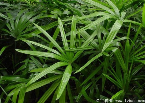 <a href='http://www.wuzhouwash.com/linmuzhongzi/2251.html' target='_blank'>棕竹種子</a>
