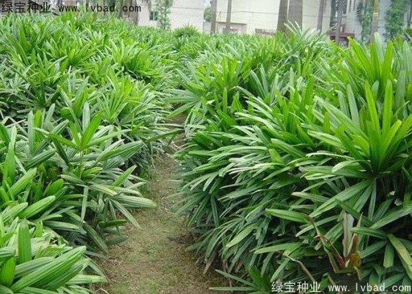 棕竹<a href='http://www.wuzhouwash.com/' target='_blank'>種子</a>