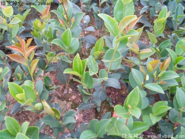 <a href='http://www.wuzhouwash.com/linmuzhongzi/2252.html' target='_blank'>油茶種子</a>