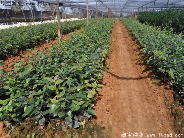 <a href='http://www.wuzhouwash.com/linmuzhongzi/2252.html' target='_blank'>油茶</a><a href='http://www.wuzhouwash.com/' target='_blank'>種子</a>