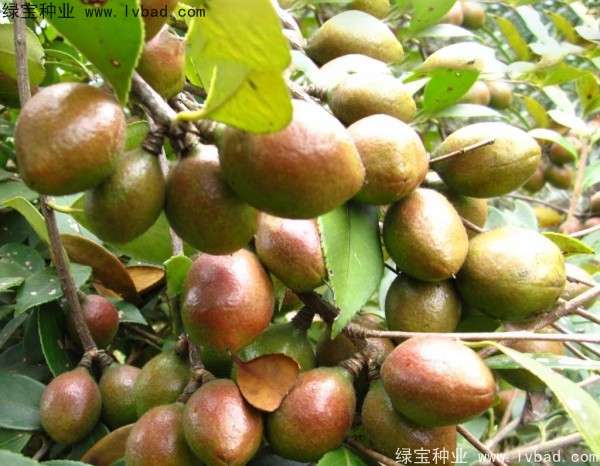 油茶<a href='http://www.wuzhouwash.com/' target='_blank'>種子</a>