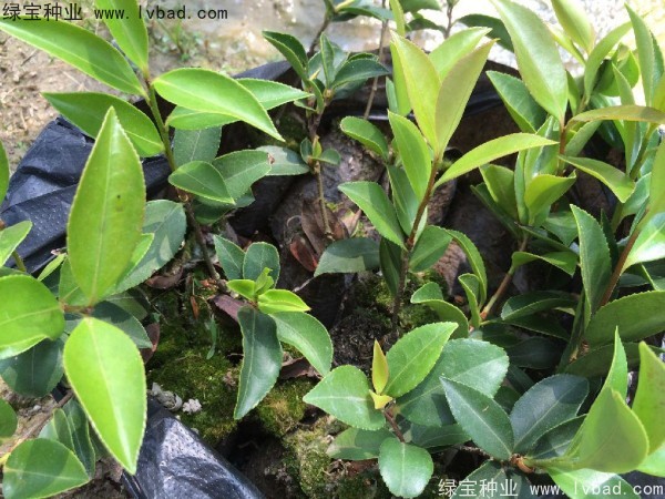 <a href='http://www.wuzhouwash.com/linmuzhongzi/2252.html' target='_blank'>油茶種子</a>