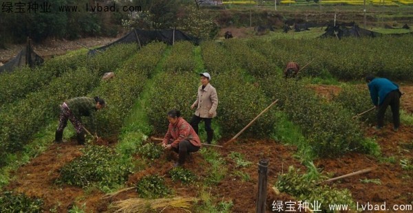 <a href='http://www.wuzhouwash.com/linmuzhongzi/2252.html' target='_blank'>油茶種子</a>