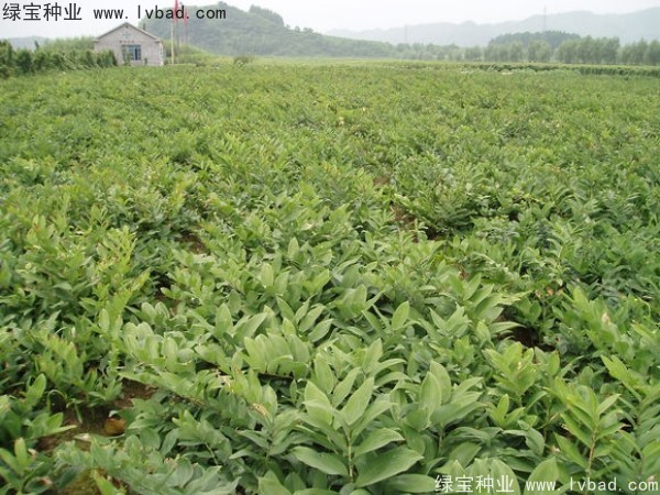 玉竹<a href='http://www.wuzhouwash.com/' target='_blank'>種子</a>