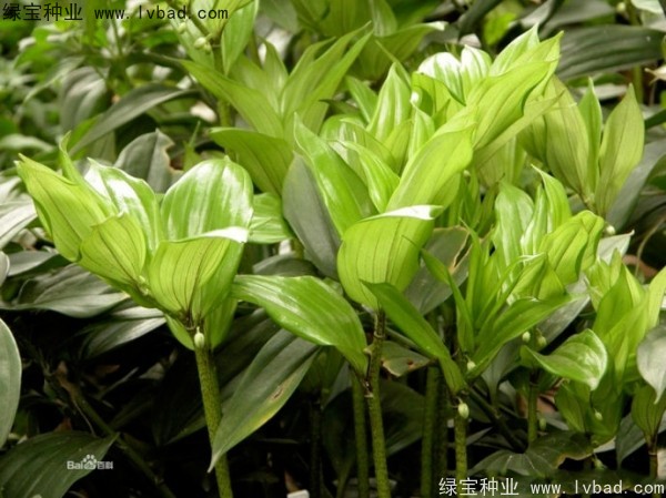 <a href='http://www.wuzhouwash.com/linmuzhongzi/2254.html' target='_blank'>玉竹種子</a>