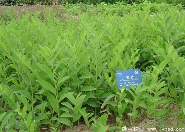 <a href='http://www.wuzhouwash.com/linmuzhongzi/2254.html' target='_blank'>玉竹種子</a>