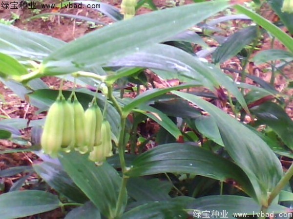 <a href='http://www.wuzhouwash.com/linmuzhongzi/2254.html' target='_blank'>玉竹種子</a>