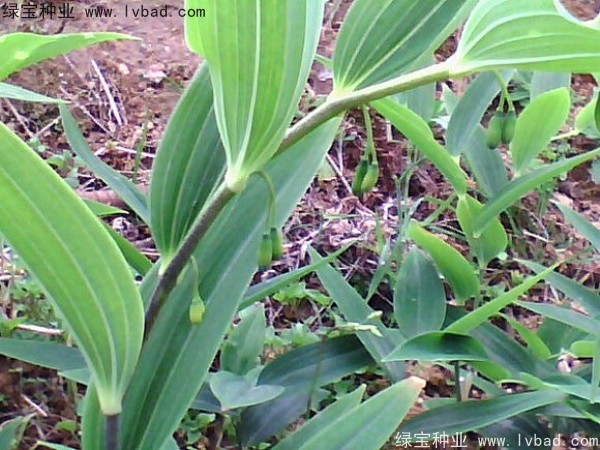 玉竹<a href='http://www.wuzhouwash.com/' target='_blank'>種子</a>