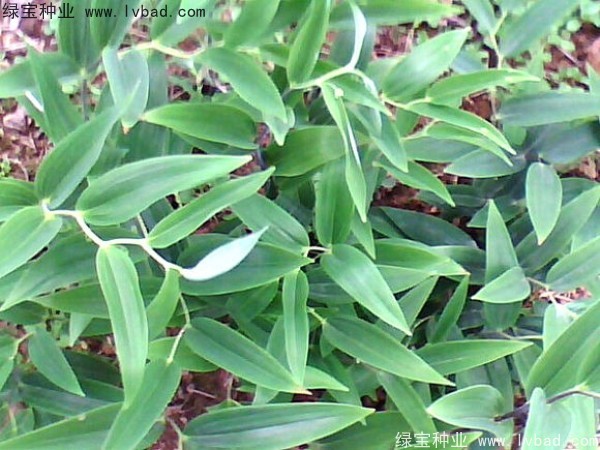 玉竹<a href='http://www.wuzhouwash.com/' target='_blank'>種子</a>