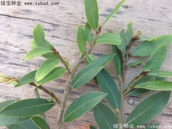 <a href='http://www.wuzhouwash.com/linmuzhongzi/2255.html' target='_blank'>蚊母種子</a>