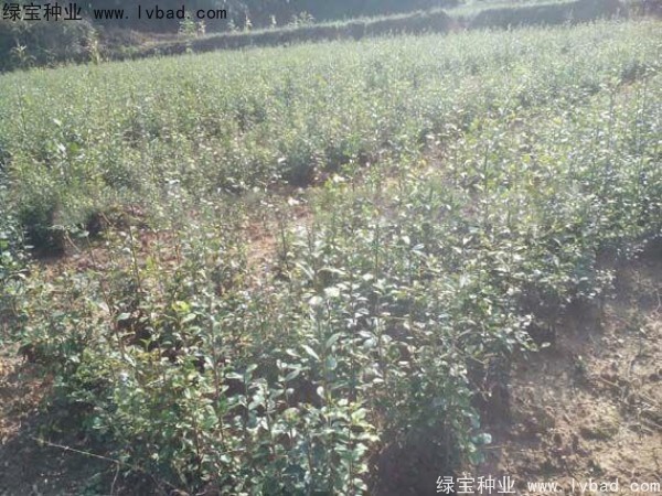 <a href='http://www.wuzhouwash.com/linmuzhongzi/2257.html' target='_blank'>金彈子種子</a>