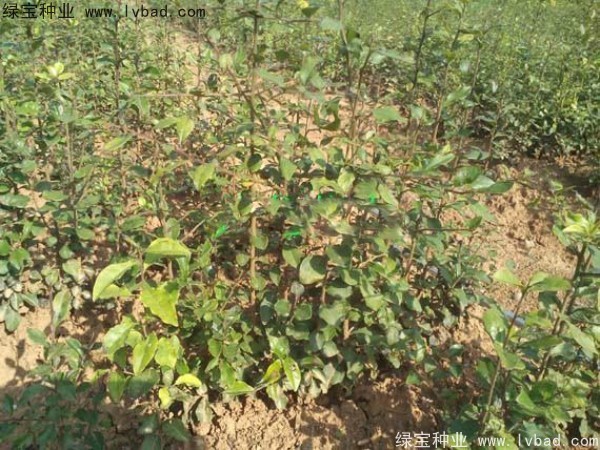 金彈子<a href='http://www.wuzhouwash.com/' target='_blank'>種子</a>