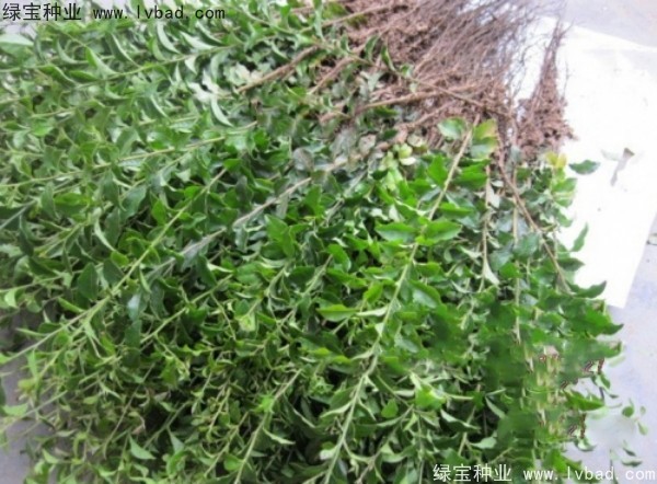 <a href='http://www.wuzhouwash.com/linmuzhongzi/2257.html' target='_blank'>金彈子種子</a>