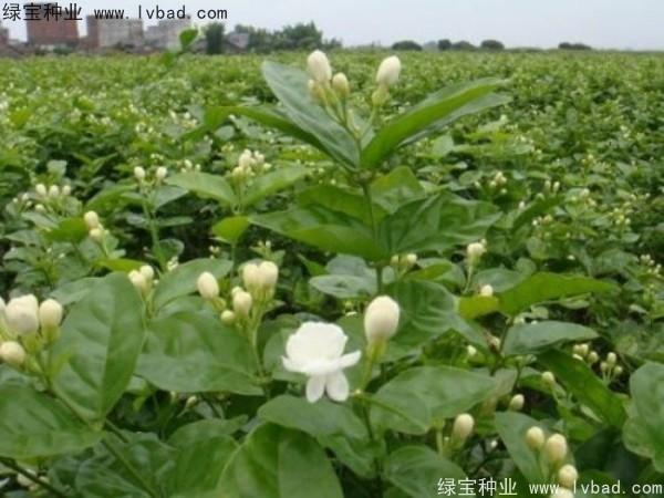 <a href='http://www.wuzhouwash.com/linmuzhongzi/2258.html' target='_blank'>茉莉花種子</a>