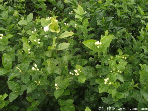 <a href='http://www.wuzhouwash.com/linmuzhongzi/2258.html' target='_blank'>茉莉花種子</a>