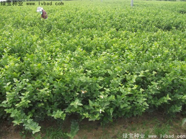 茉莉花<a href='http://www.wuzhouwash.com/' target='_blank'>種子</a>