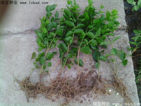 <a href='http://www.wuzhouwash.com/linmuzhongzi/2258.html' target='_blank'>茉莉花種子</a>