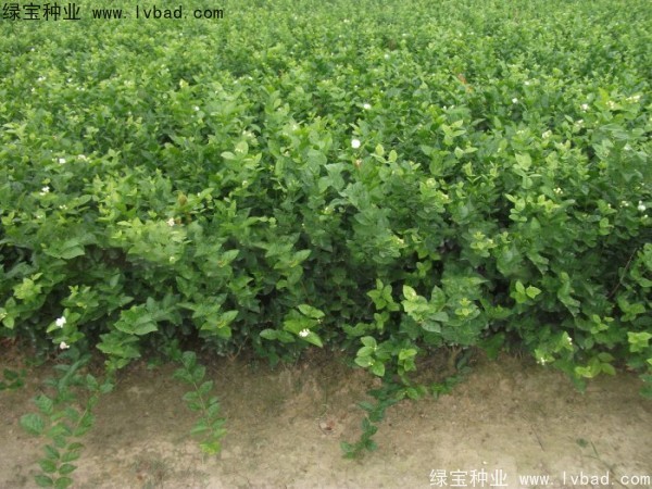 茉莉花<a href='http://www.wuzhouwash.com/' target='_blank'>種子</a>